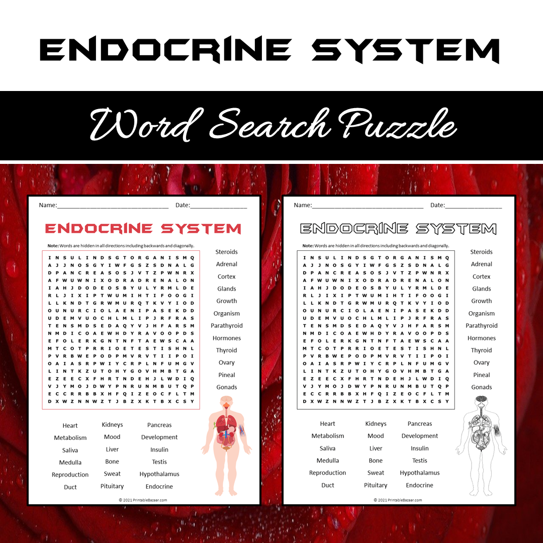 Endocrine System Word Search Puzzle Worksheet PDF
