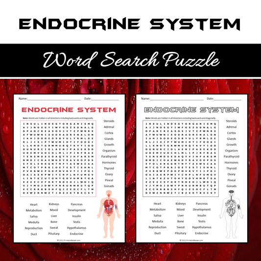 Endocrine System Word Search Puzzle Worksheet PDF