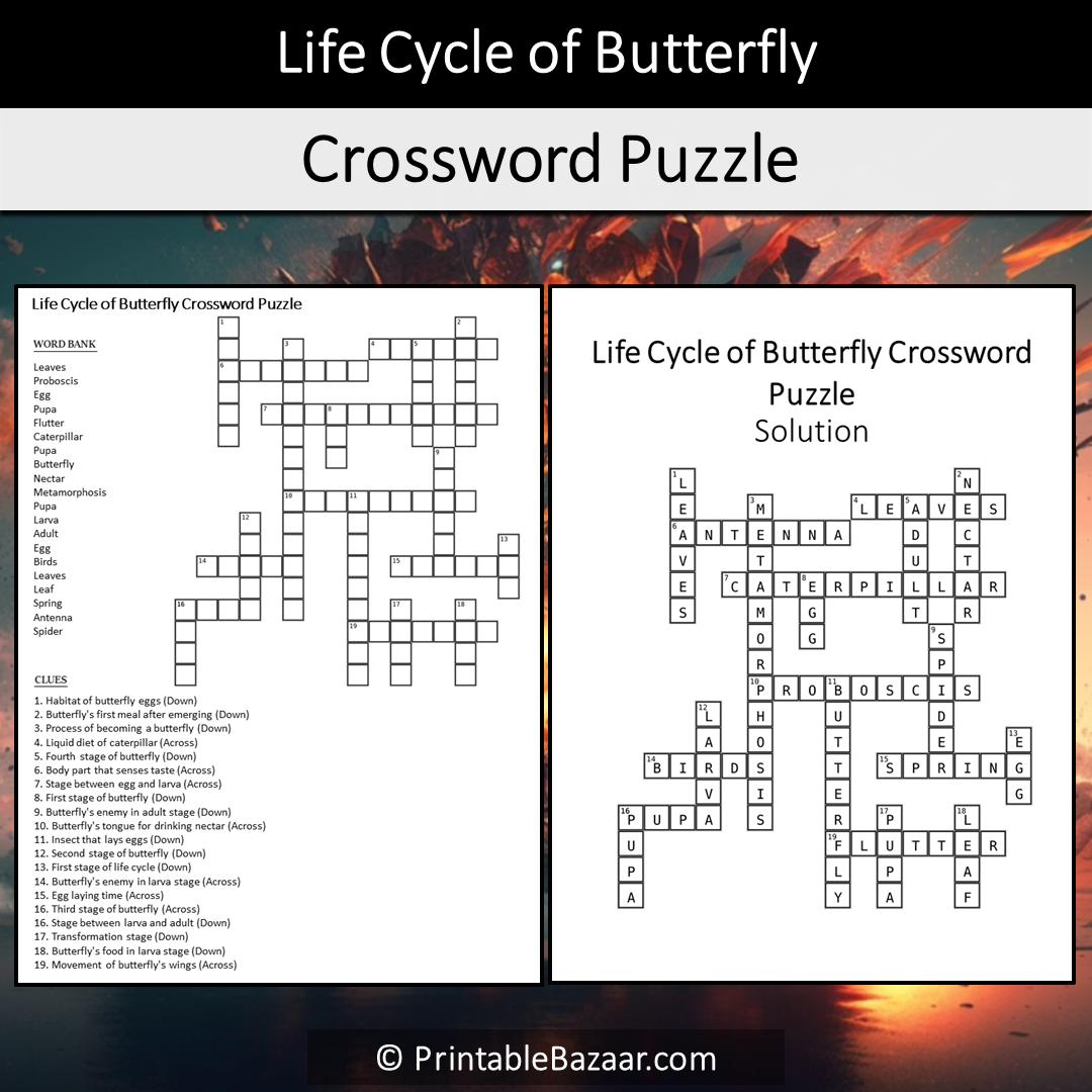 Life Cycle Of Butterfly Crossword Puzzle Worksheet Activity Printable PDF
