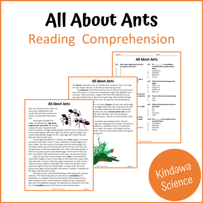 All About Ants Reading Comprehension Passage and Questions | Printable PDF