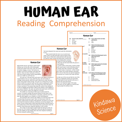 Human Ear Reading Comprehension Passage and Questions | Printable PDF