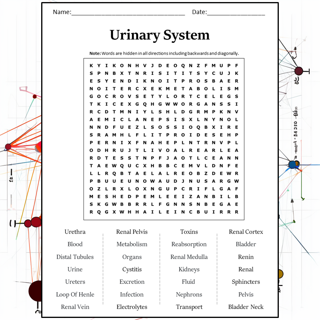 Urinary System Word Search Puzzle Worksheet Activity PDF