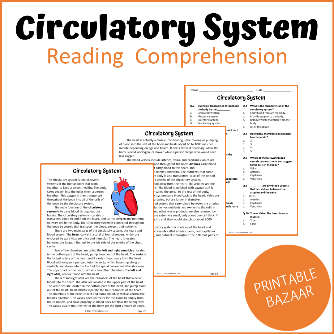 Circulatory System Reading Comprehension Passage and Questions | Printable PDF