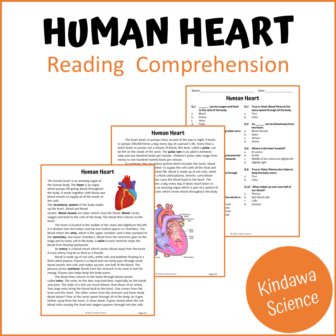 Human Heart Reading Comprehension Passage and Questions | Printable PDF