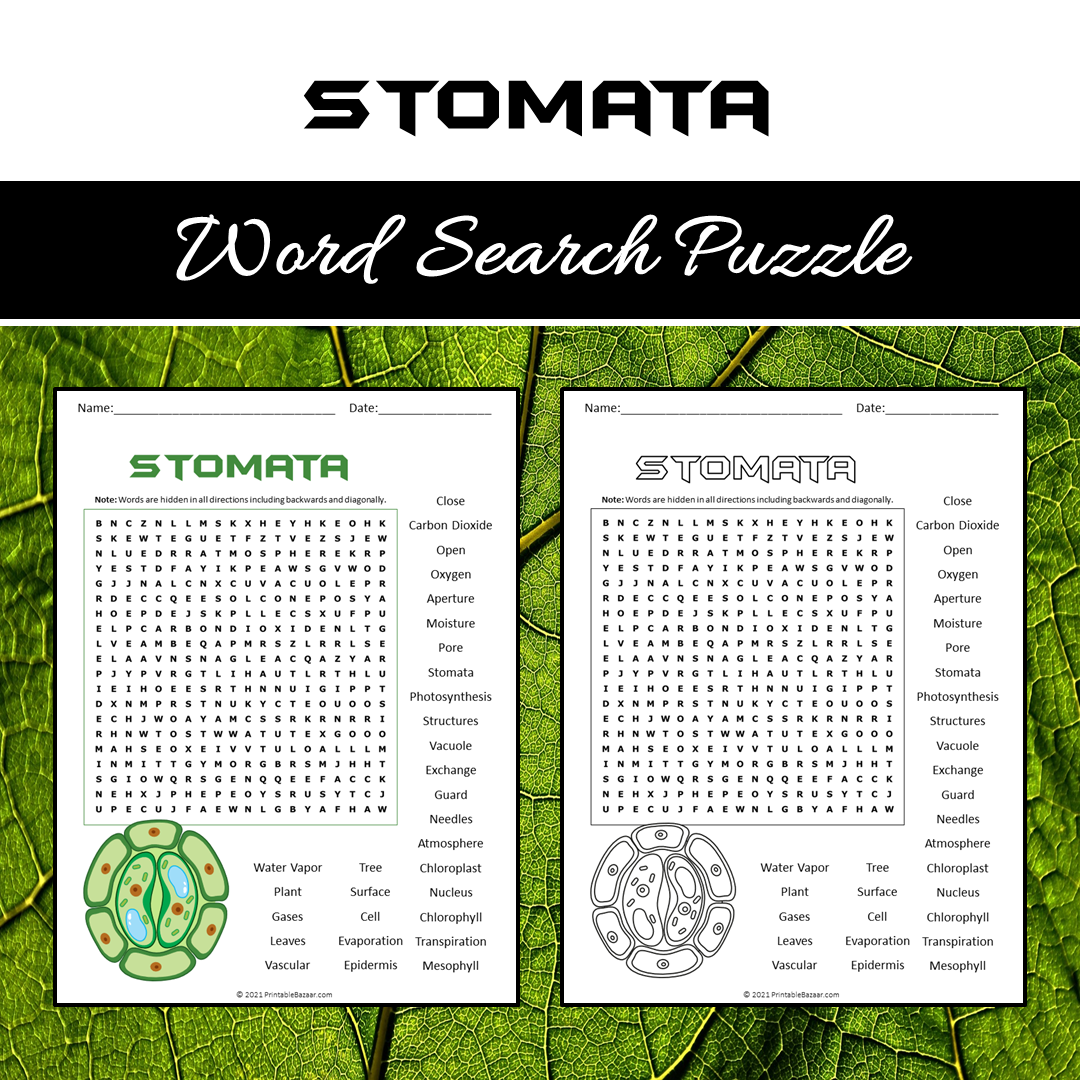 Stomata Word Search Puzzle Worksheet PDF