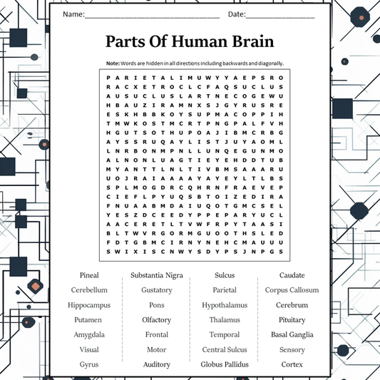 Parts Of Human Brain Word Search Puzzle Worksheet Activity PDF