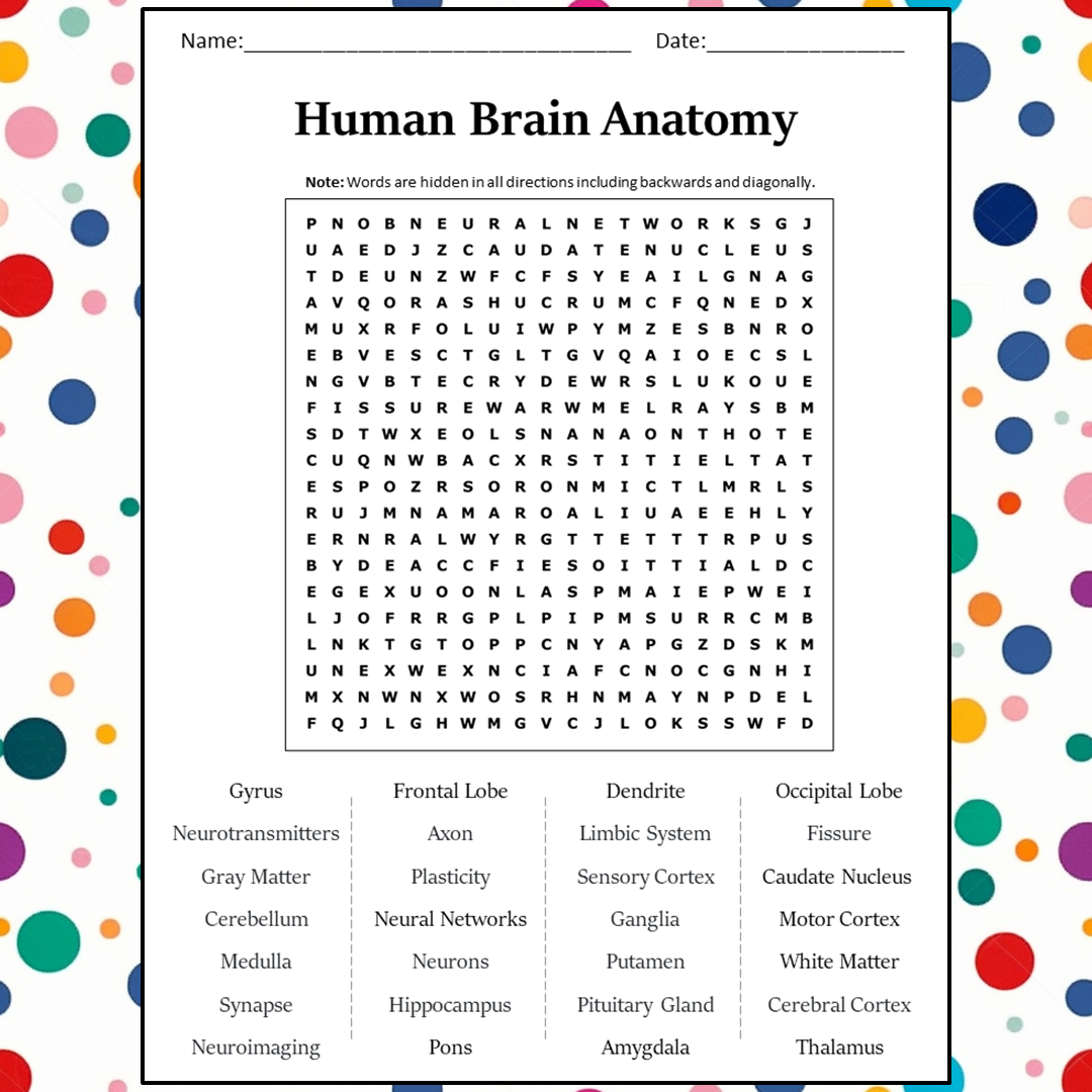 Human Brain Anatomy Word Search Puzzle Worksheet Activity PDF