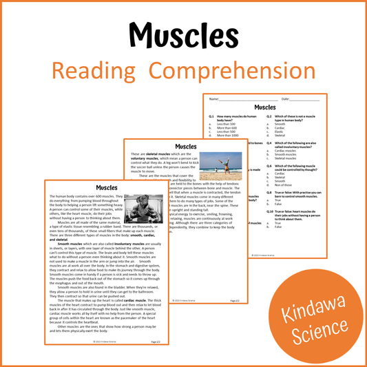 Muscles Reading Comprehension Passage and Questions | Printable PDF