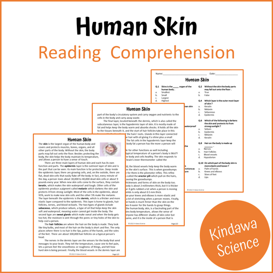 Human Skin Reading Comprehension Passage and Questions | Printable PDF