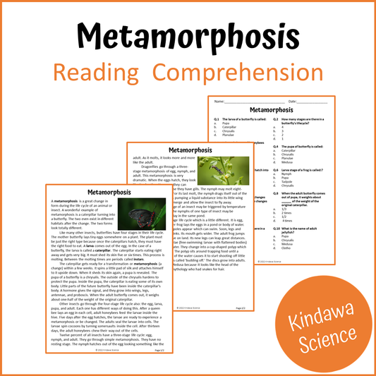 Metamorphosis Reading Comprehension Passage and Questions | Printable PDF