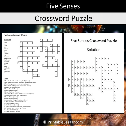 Five Senses Crossword Puzzle Worksheet Activity Printable PDF