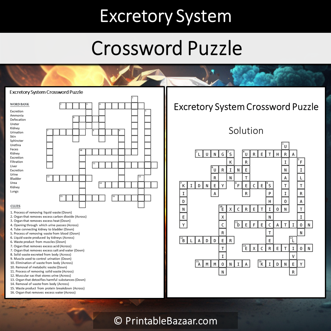 Excretory System Crossword Puzzle Worksheet Activity Printable PDF