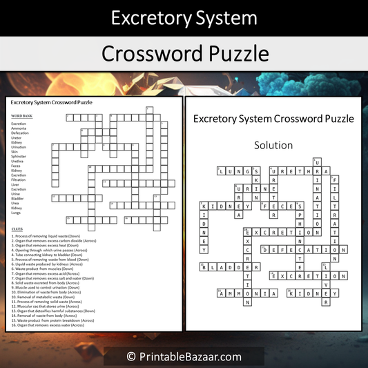 Excretory System Crossword Puzzle Worksheet Activity Printable PDF