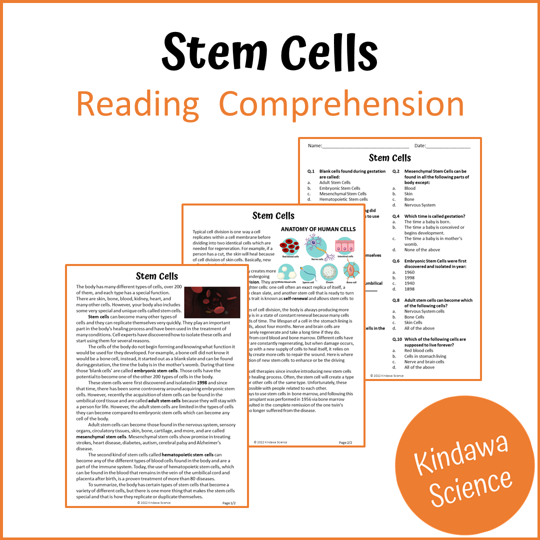 Stem Cells Reading Comprehension Passage and Questions | Printable PDF