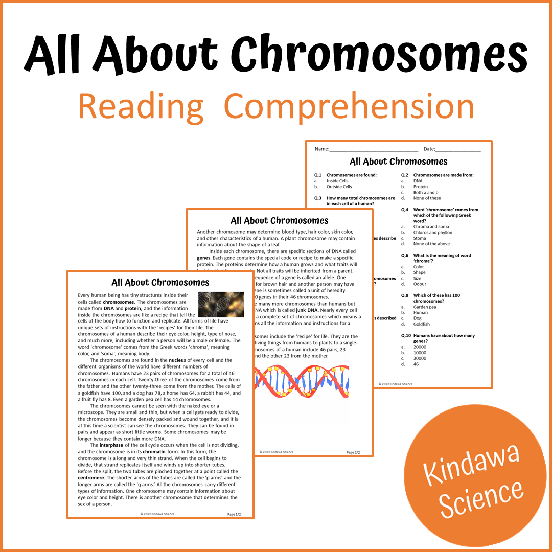 All About Chromosomes Reading Comprehension Passage and Questions | Printable PDF