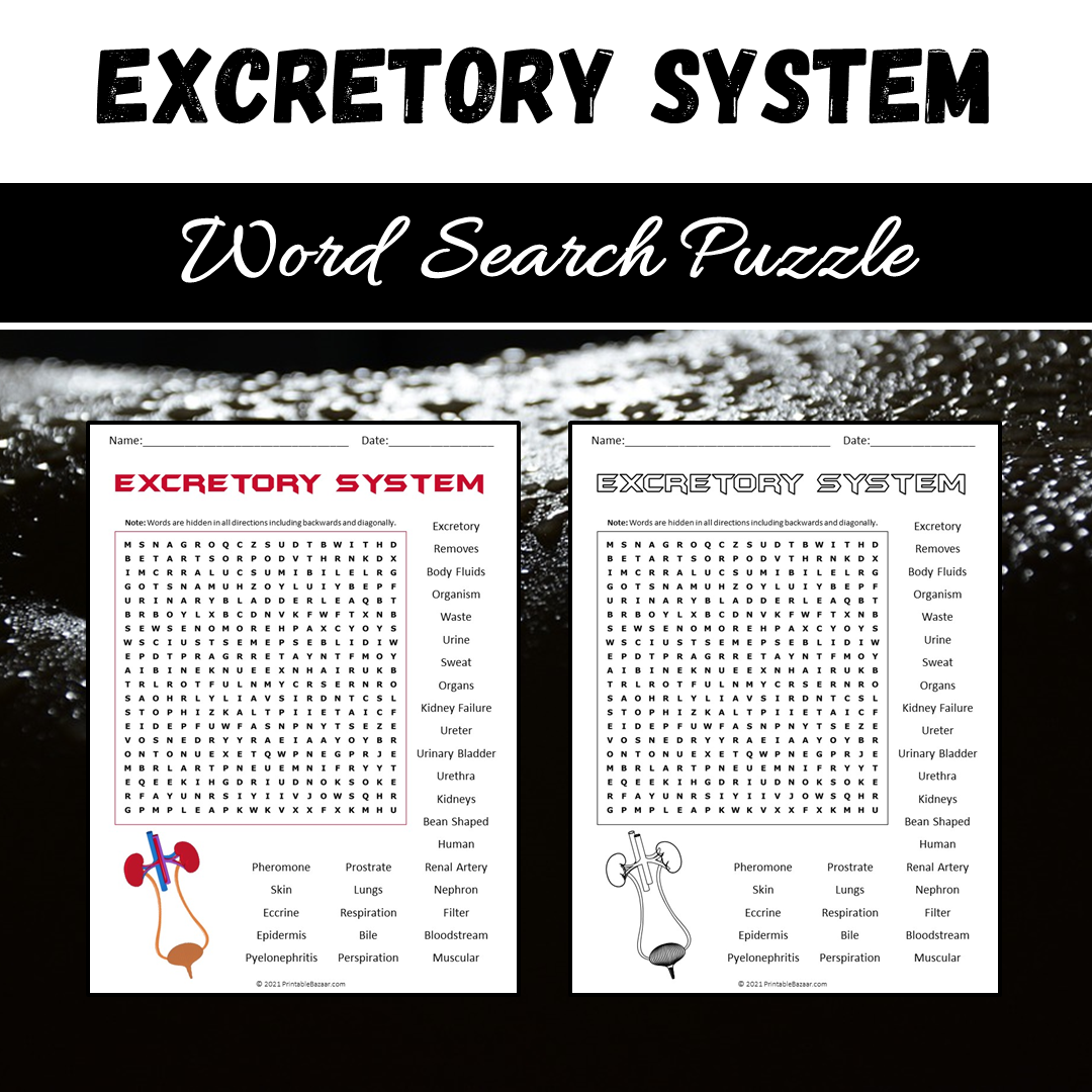 Excretory System Word Search Puzzle Worksheet PDF