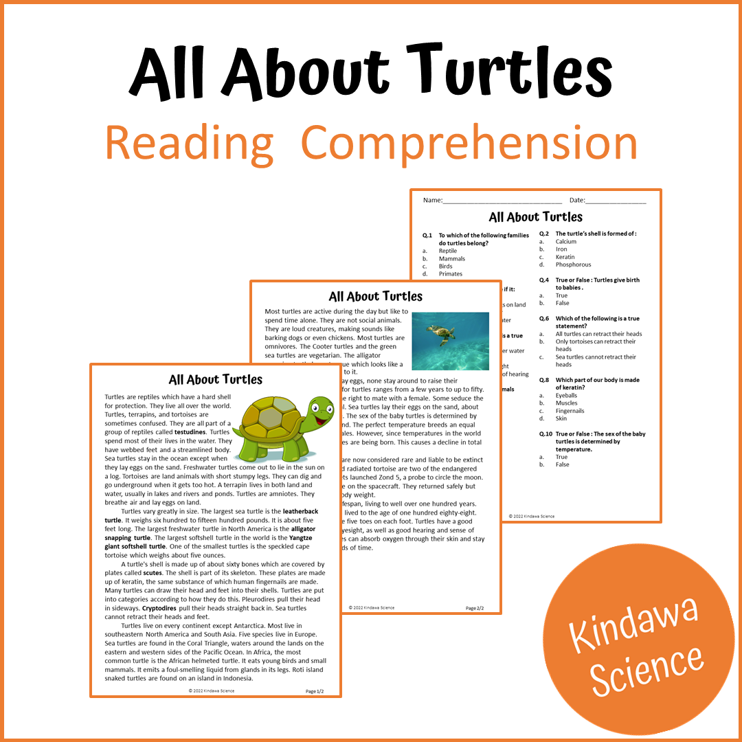 All About Turtles Reading Comprehension Passage and Questions | Printable PDF