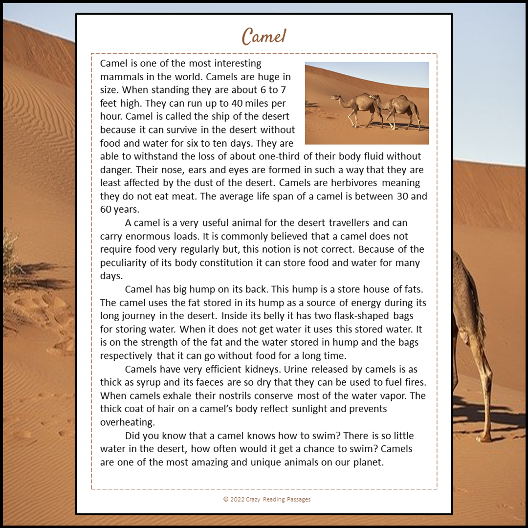 Camel Reading Comprehension Passage and Questions | Printable PDF