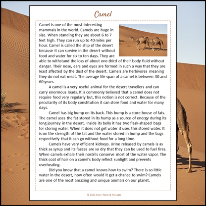 Camel Reading Comprehension Passage and Questions | Printable PDF