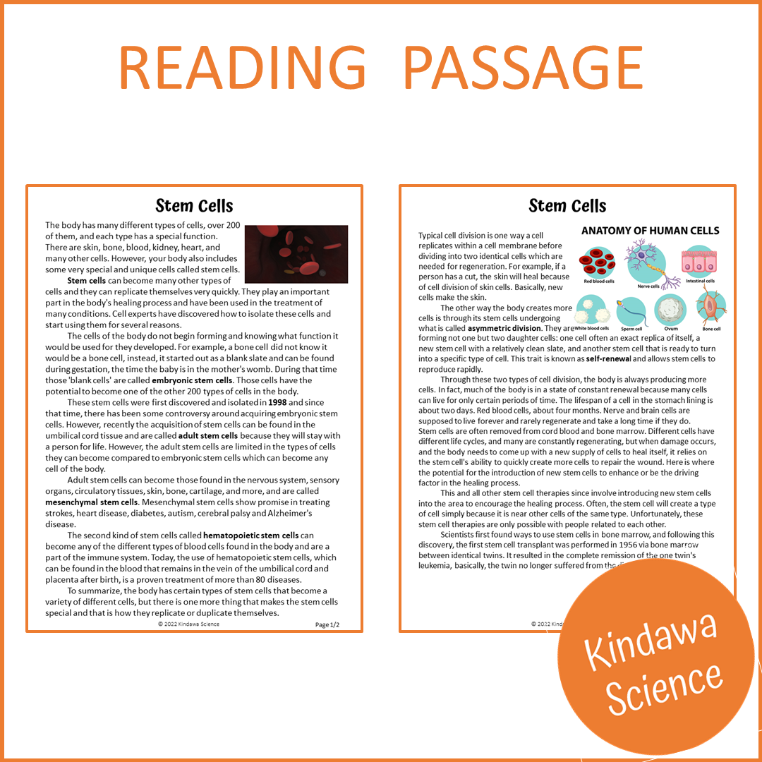 Stem Cells Reading Comprehension Passage and Questions | Printable PDF