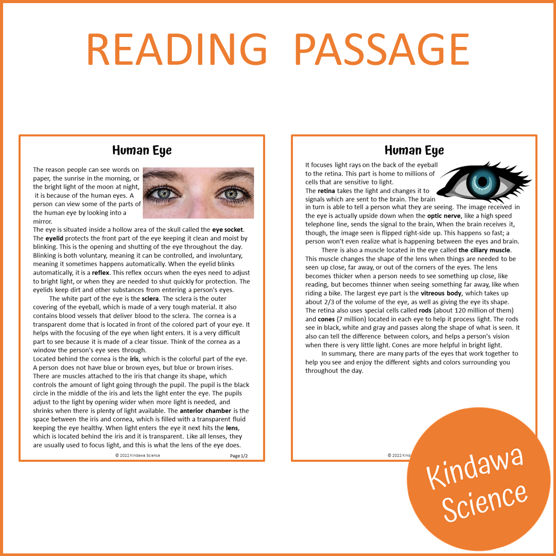 Human Eye Reading Comprehension Passage and Questions | Printable PDF