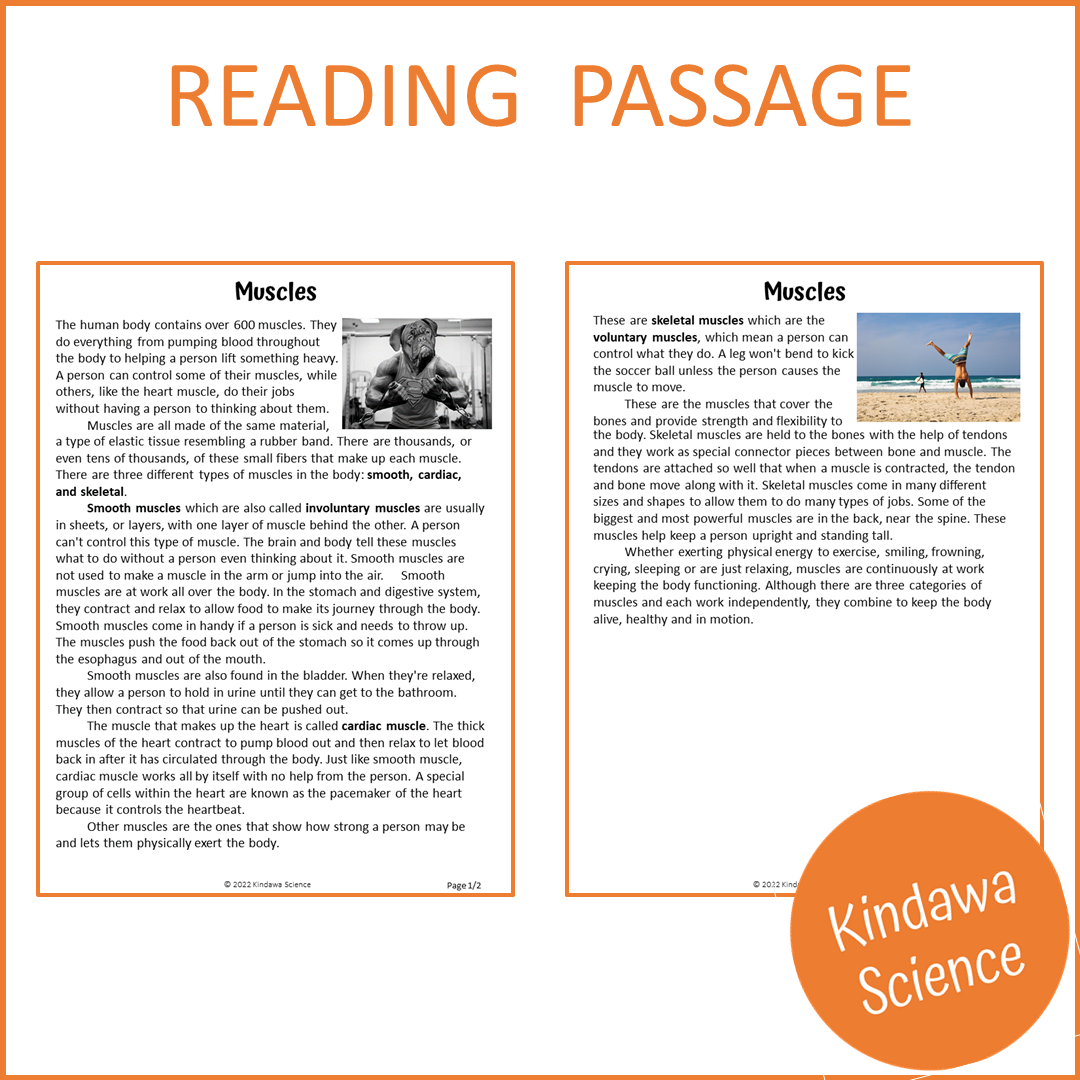 Muscles Reading Comprehension Passage and Questions | Printable PDF