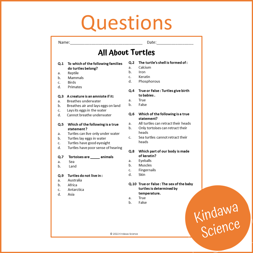 All About Turtles Reading Comprehension Passage and Questions | Printable PDF